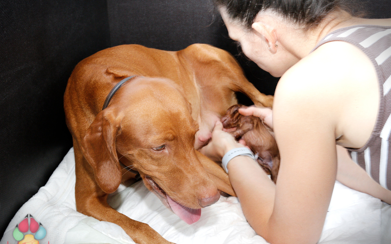 Dexter Bayetty chovatelská stanice maďarských ohařů krátkosrstých   Dexter Bayetty chovatelská stanice maďarských ohařů krátkosrstých